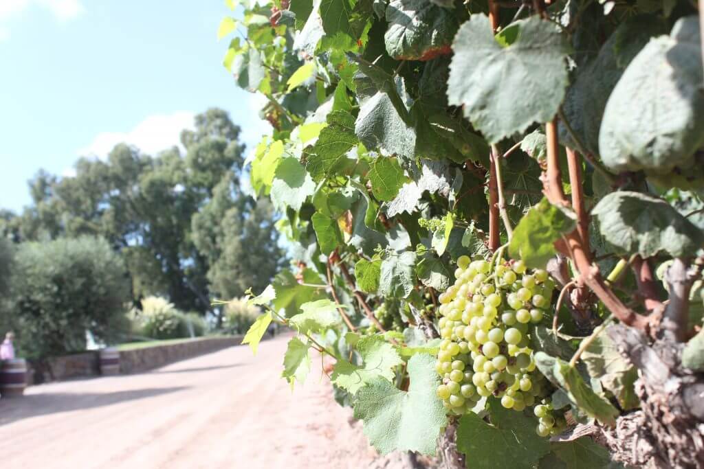A beleza dos Vinhedos nos deixa em dúvida sobre quais vinícolas visitar em Mendoza