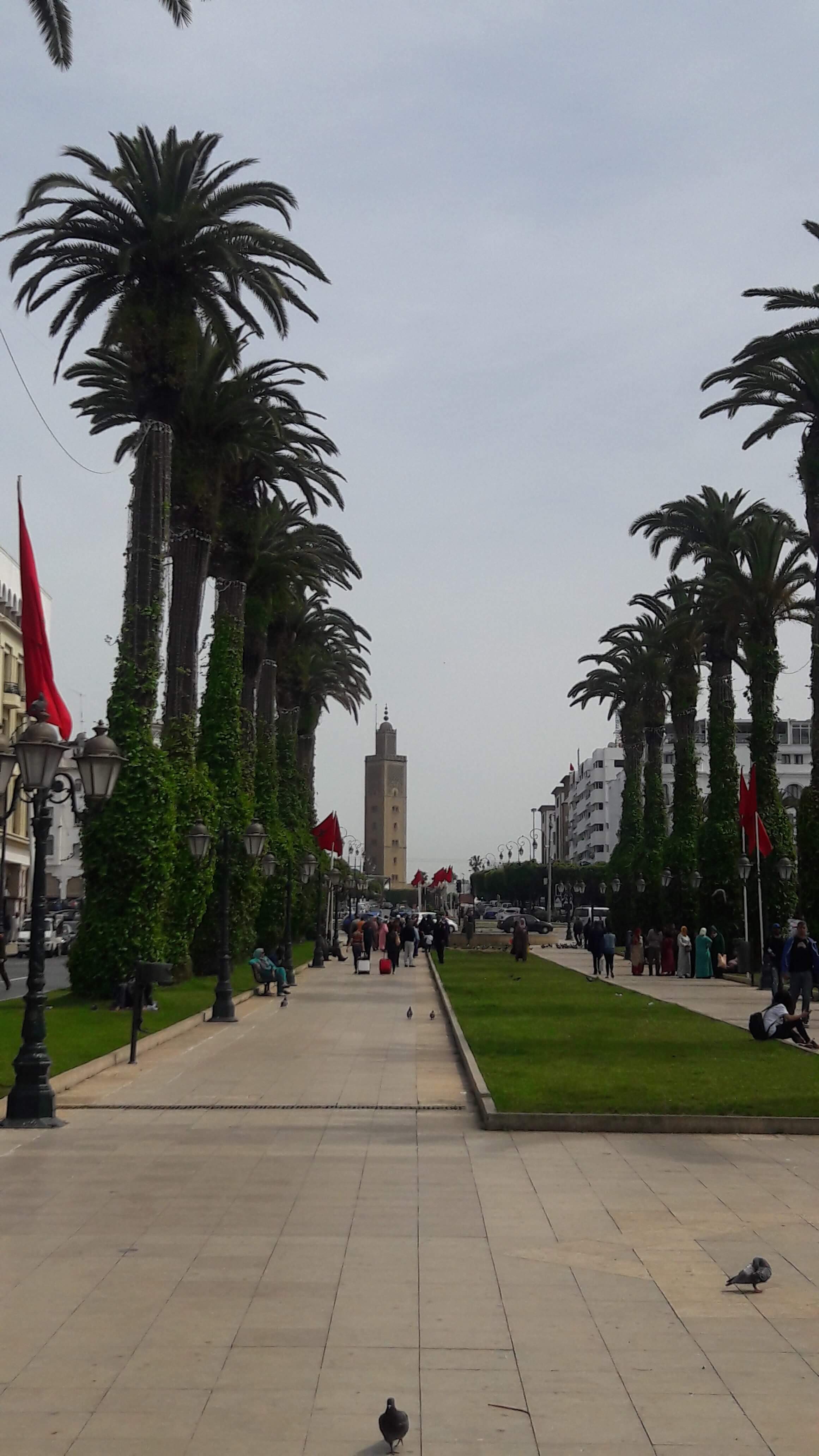 A Avenida Mohamed V com as lindas palmeiras enfeitando a capital do Marrocos