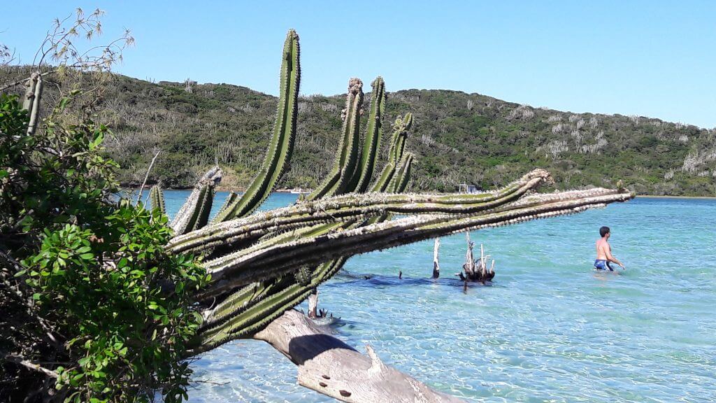 Existe uma vegetação de cactus em algumas partes das ilha